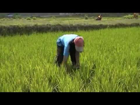 Pertanian Organik di Manggarai, Flores