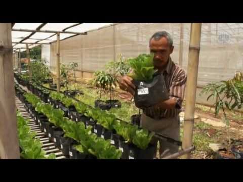 Pemanfaatan Limbah Hidroponik Sistem Fertigasi Terbuka