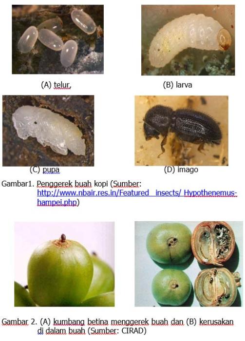 Pengendalian Hama Penggerek Buah Tanaman Kopi