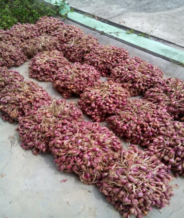 Sortasi Bibit Bawang Merah Untuk Mendukung Pertanian Berkelanjutan Di Lahan Rawa 