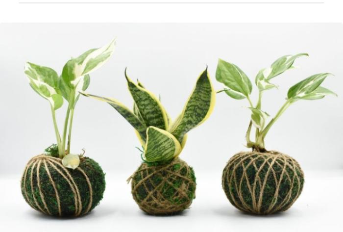 Bertanam Kreatif Tanaman Hias Dengan Teknik Kokedama