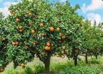 Penanganan Buah Jeruk Yang Baik Menghasilkan Harga Baik