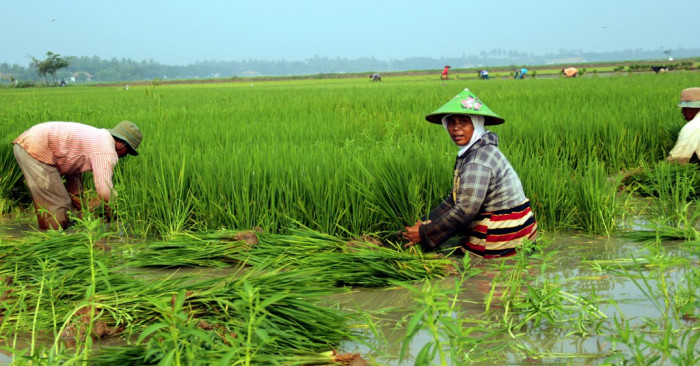 Budidaya Padi Rawa Lebak