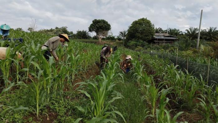 Pemupukan Berimbang pada Tanaman Jagung Kunci Hasil Panen Optimal