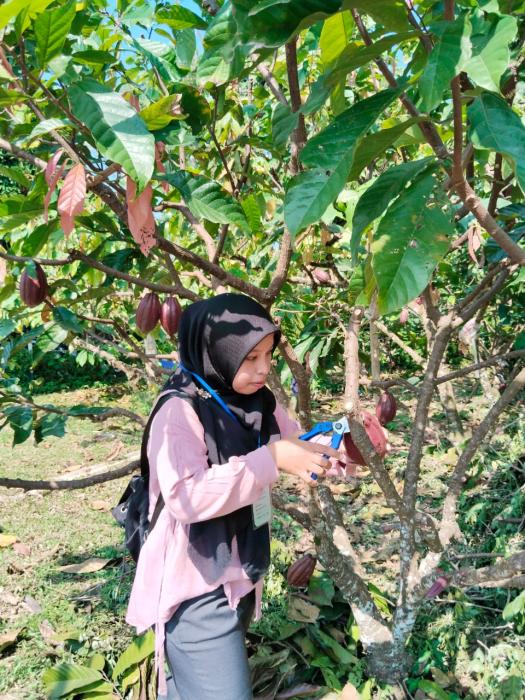 Budidaya Tanaman Kakao