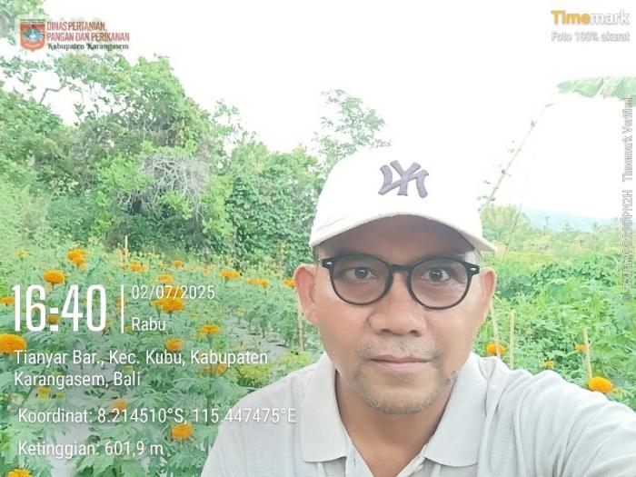 PENERAPAN PUPUK MAJEMUK DALAM BUDIDAYA TANAMAN GUMITIR (Uncaria gambir)