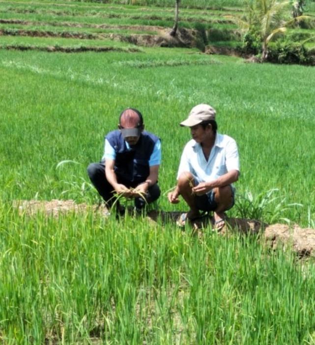 MENGATASI ASEM-ASEMAN TANAMAN PADI SAWAH