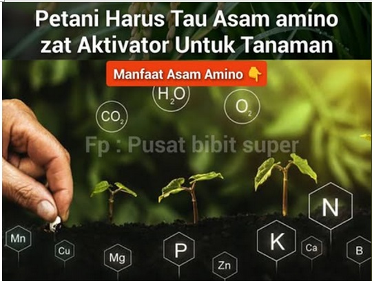 Zat aktivator tanaman
