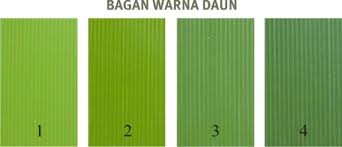 Mengenal Bagan Warna Daun Alat Pengukur Efisiensi Penggunaan Pupuk N Pada Padi