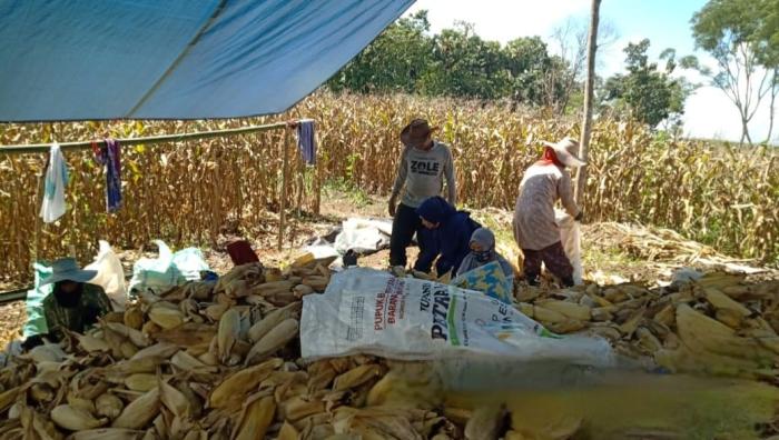 PEMANFAATAN LIMBAH JAGUNG SEBAGAI PAKAN TERNAK BERNUTRISI UNTUK EFIFSIENSI BIAYA PETERNAKAN