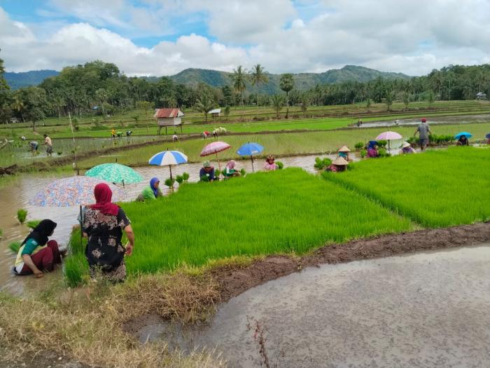 Budidaya Tanaman Padi ( Cabut Bibit Padi)