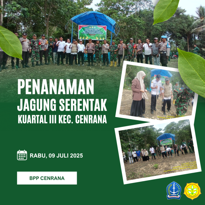 Tanam Jagung Serentak Kuartal 3, Untuk Mencapai Swasembada Jagung Pada Tahun 2026 Kecamatan Cenrana Kabupaten Bone