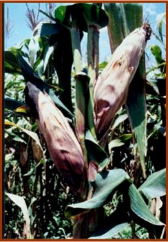 BUDIDAYA JAGUNG